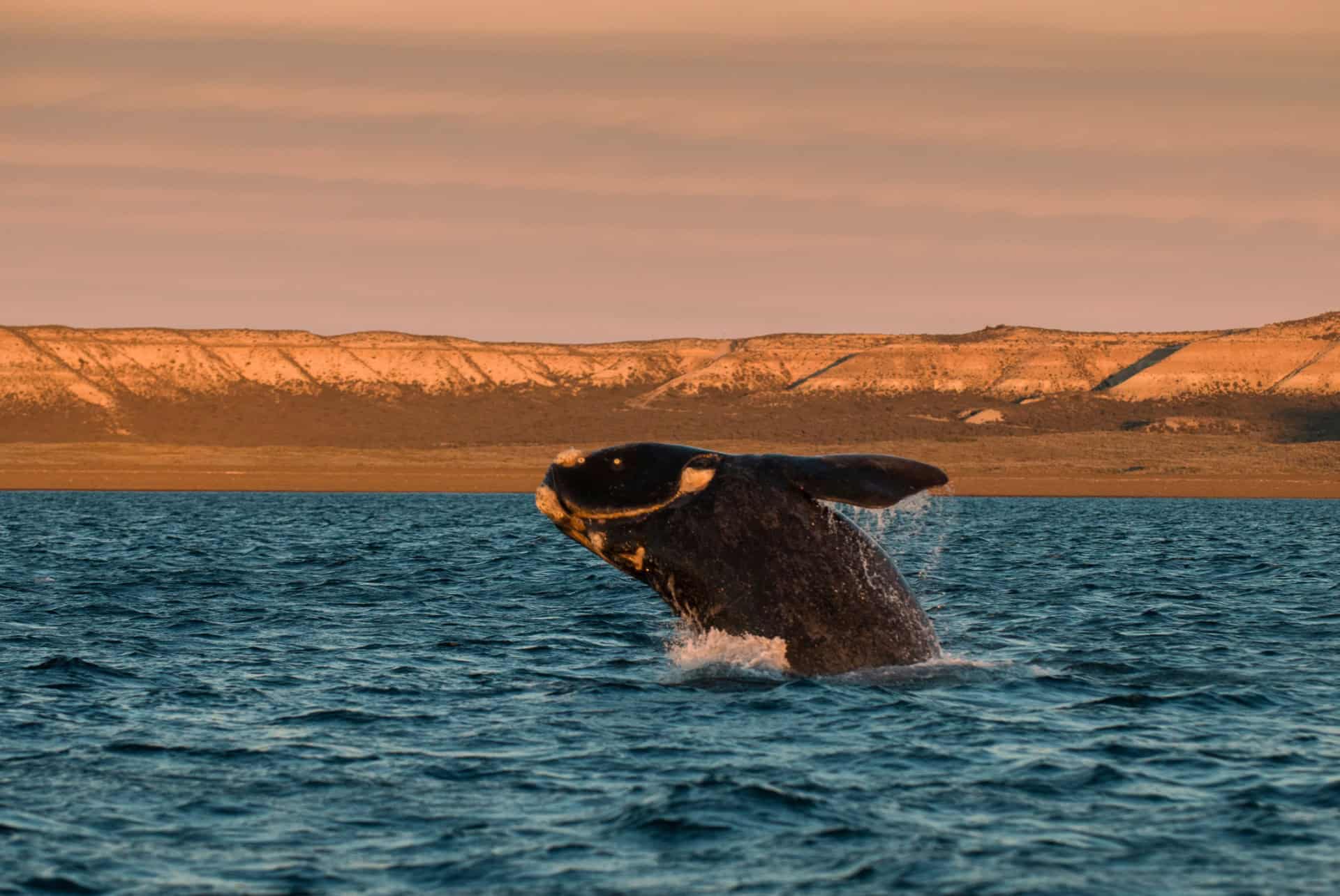 baleines peninsule valdes argentine