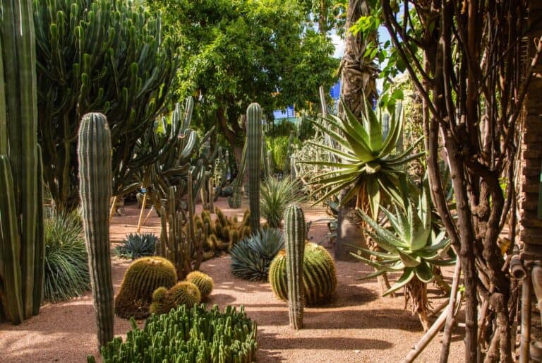Visite guidée du jardin Majorelle