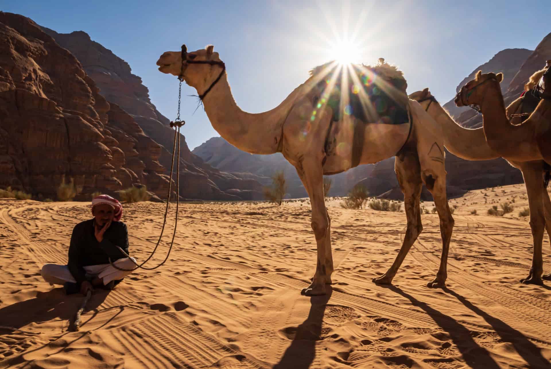 jordanie bedouin chameau