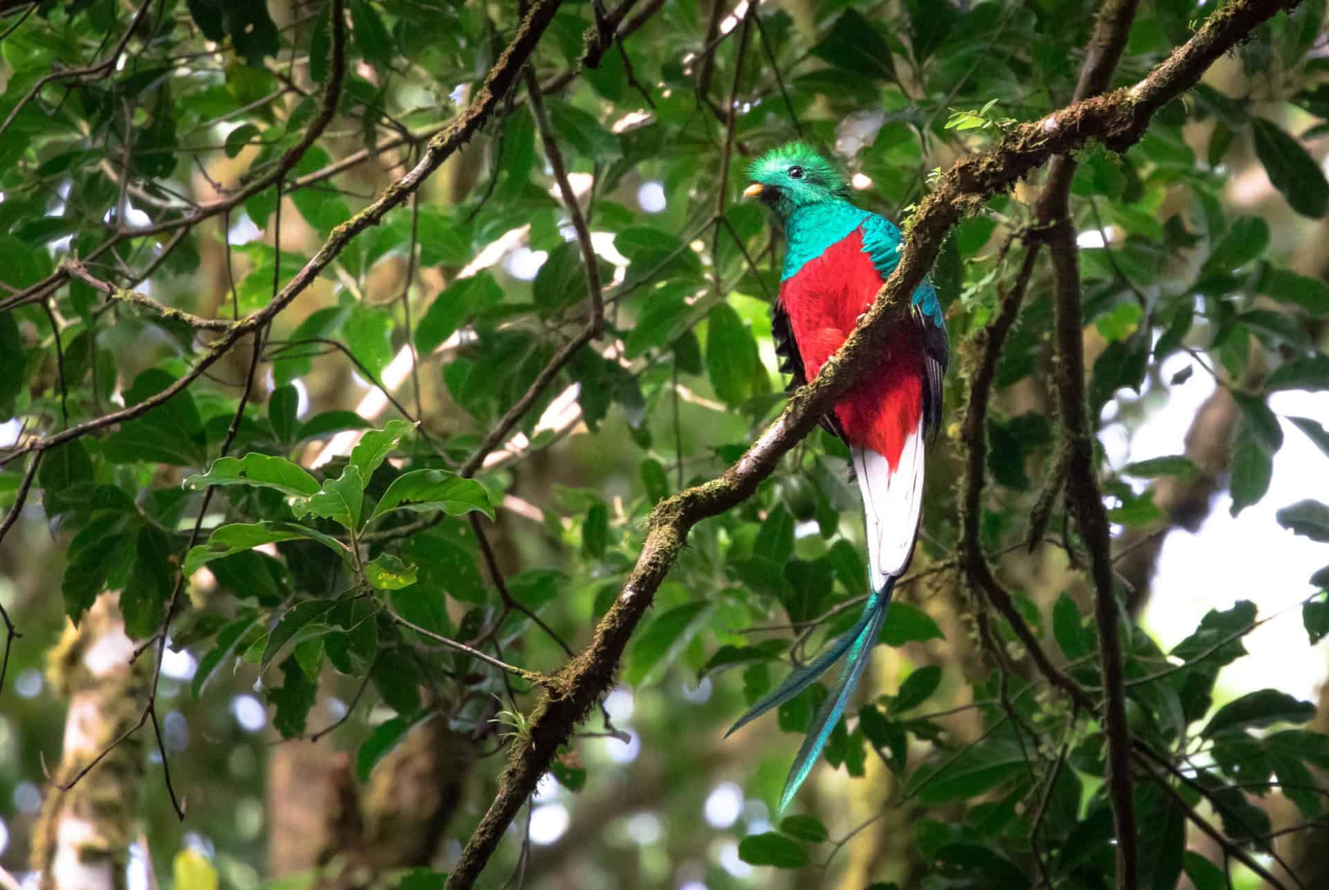oiseau monteverde