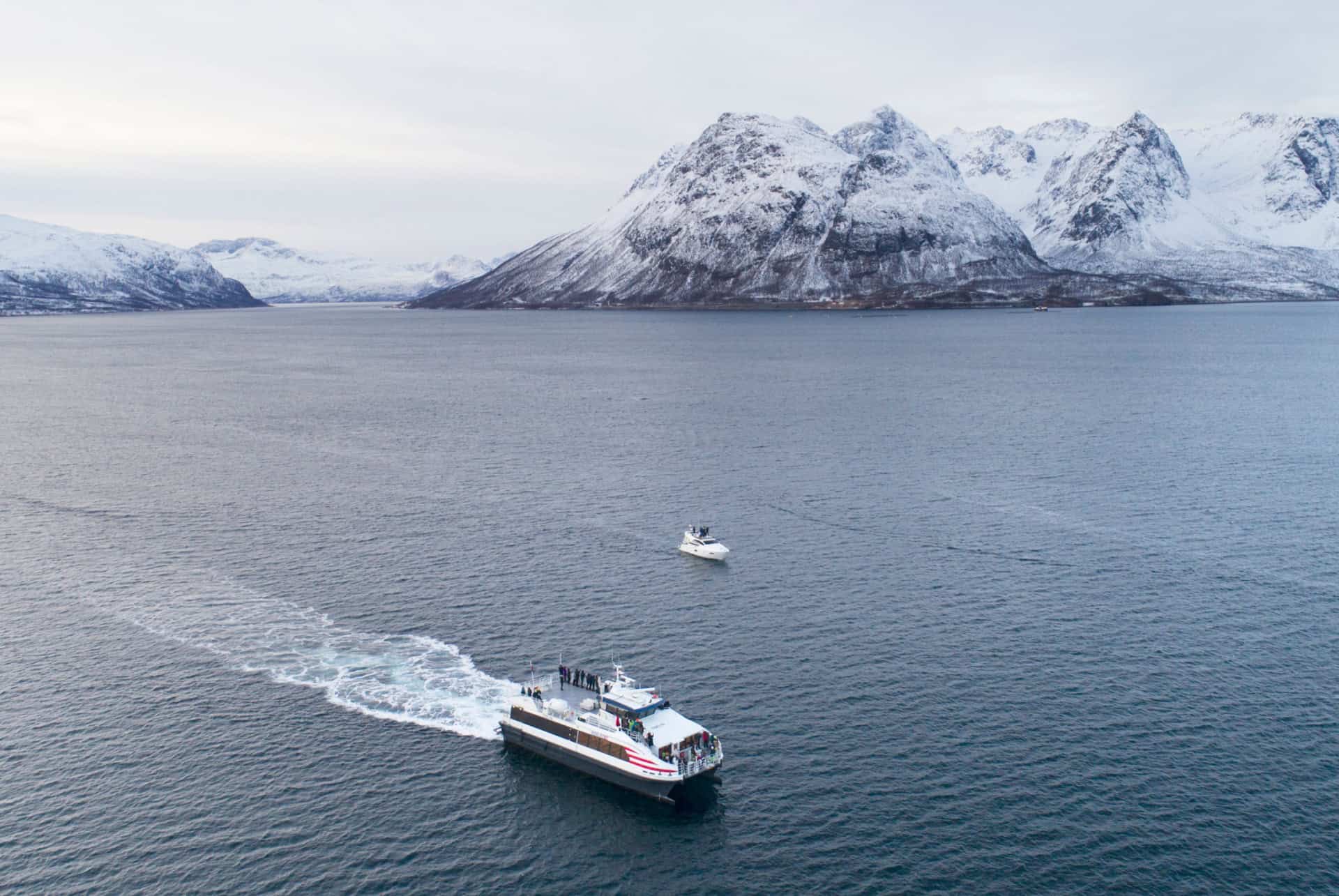 croisiere observation de baleines a tromso