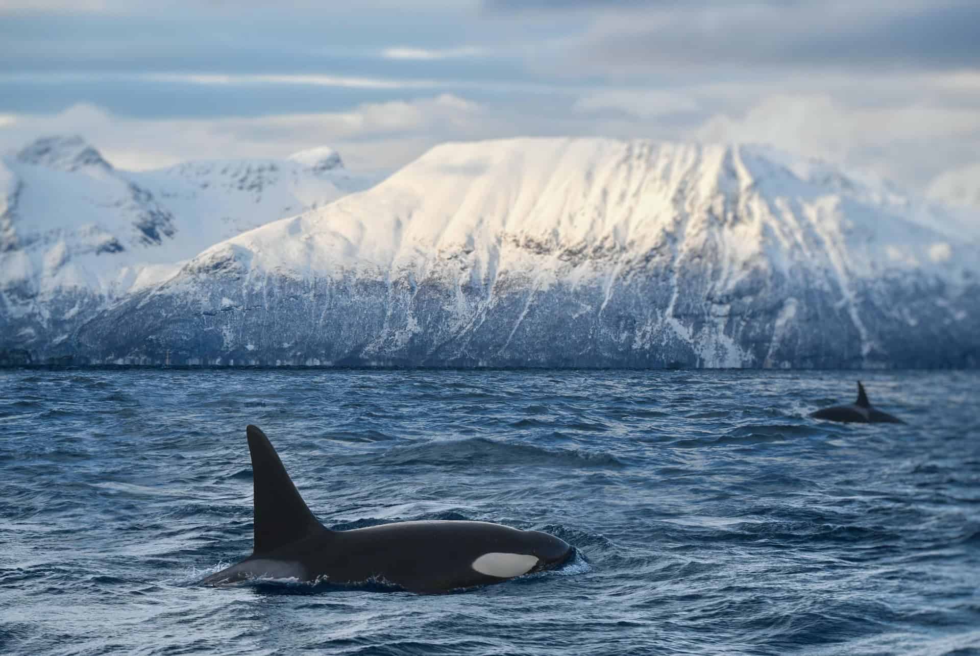 observation de baleines a tromso