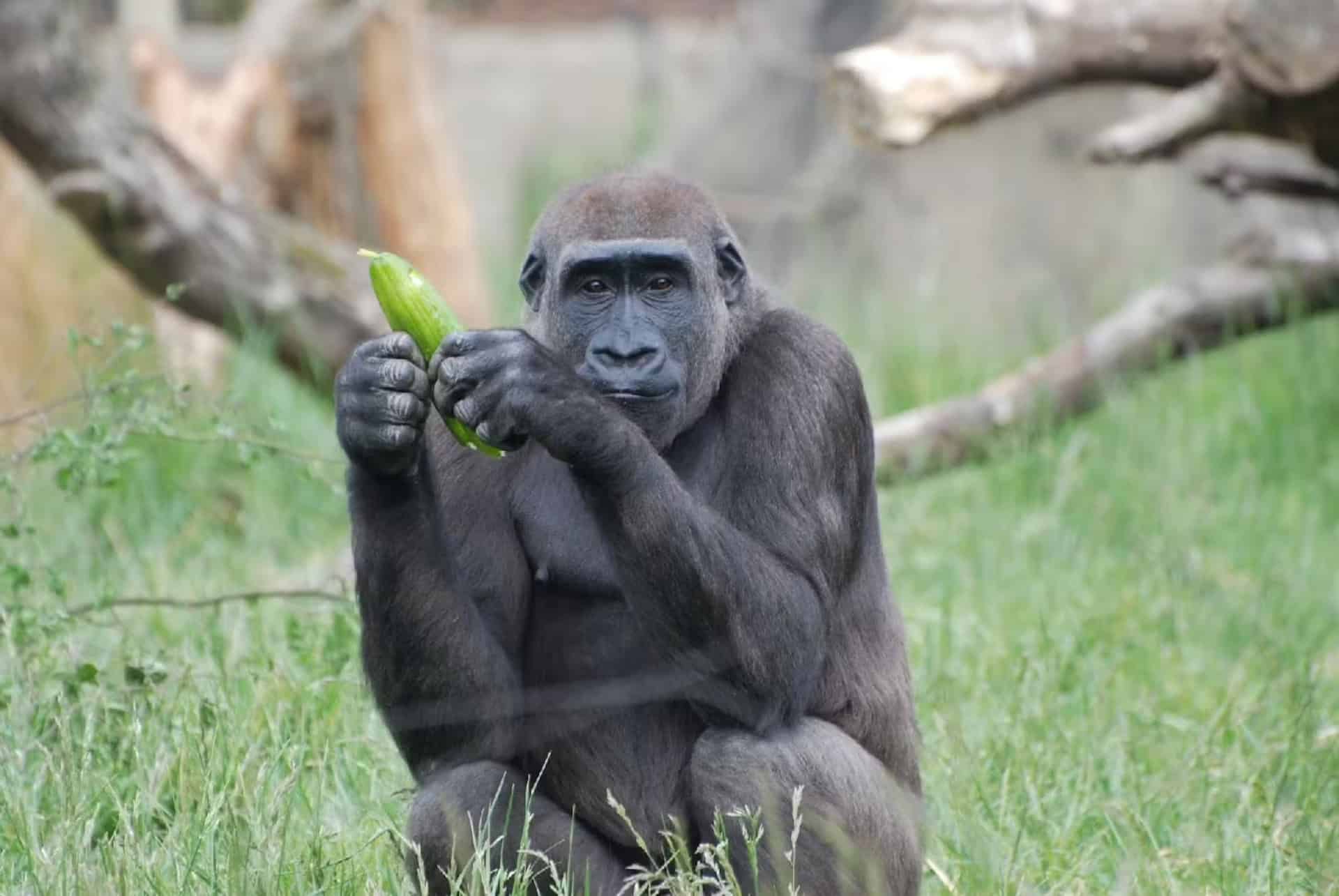 quand partir a londres zoo