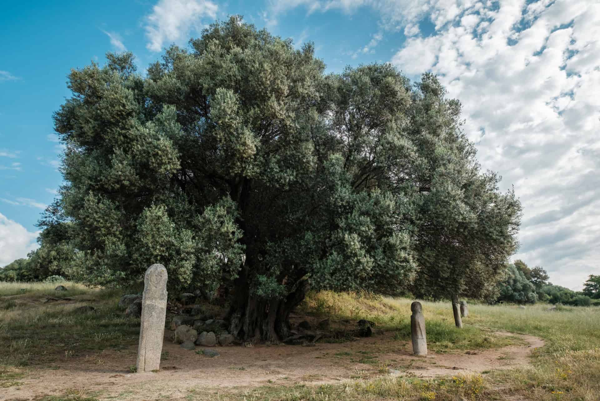 que faire a propriano site prehistorique de filitosa