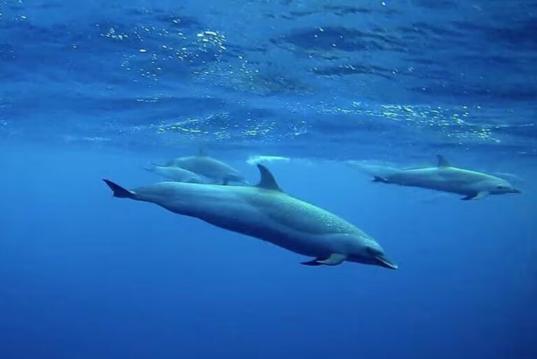 Observation des dauphins et baleines