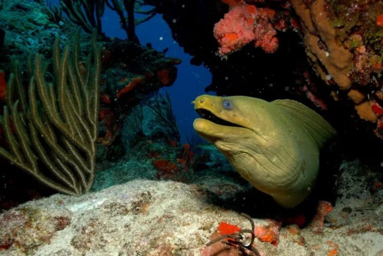 Baptême de plongée aux Anses-d'Arlet