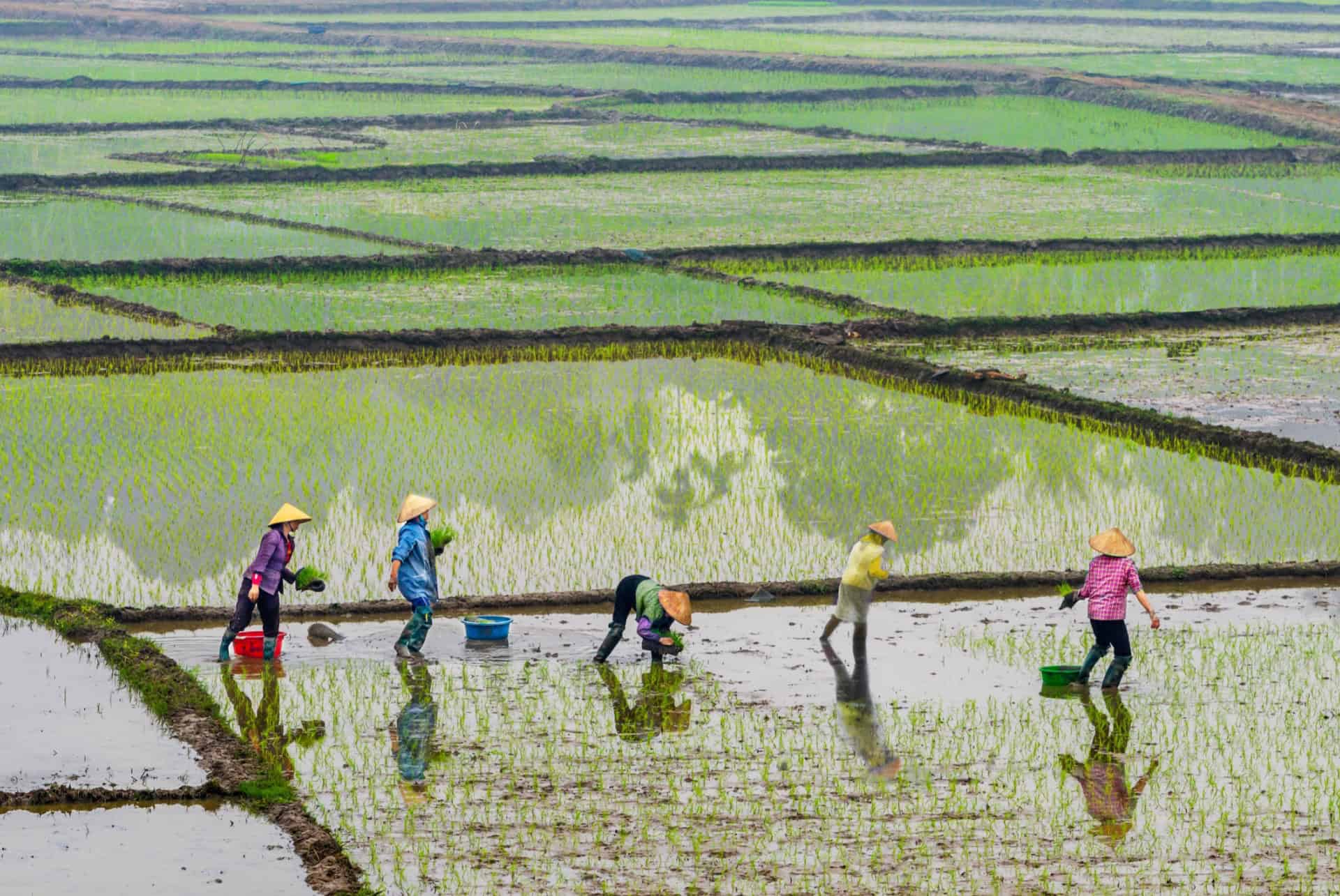 rizieres vietnam