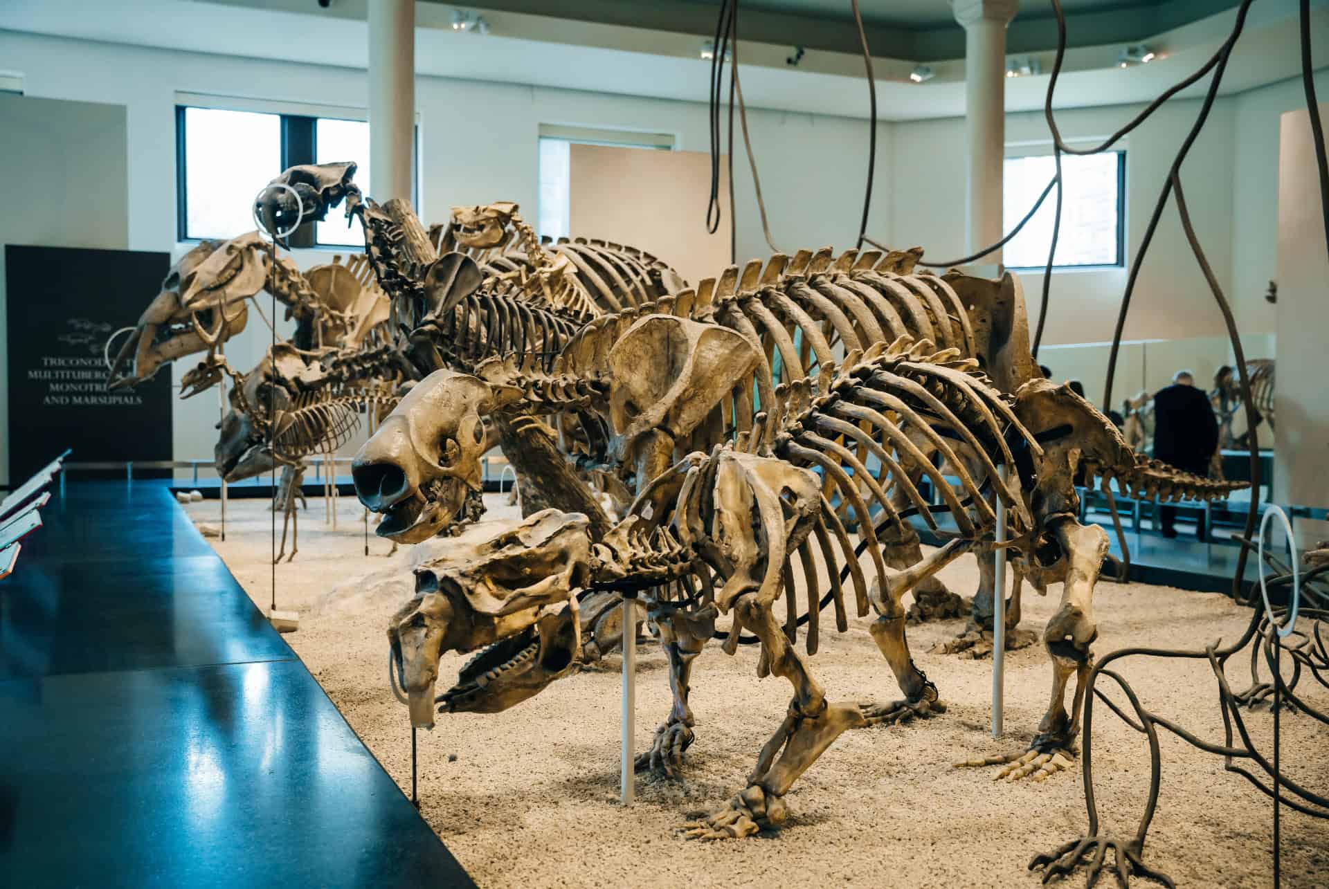 amnh fossiles dinosaures