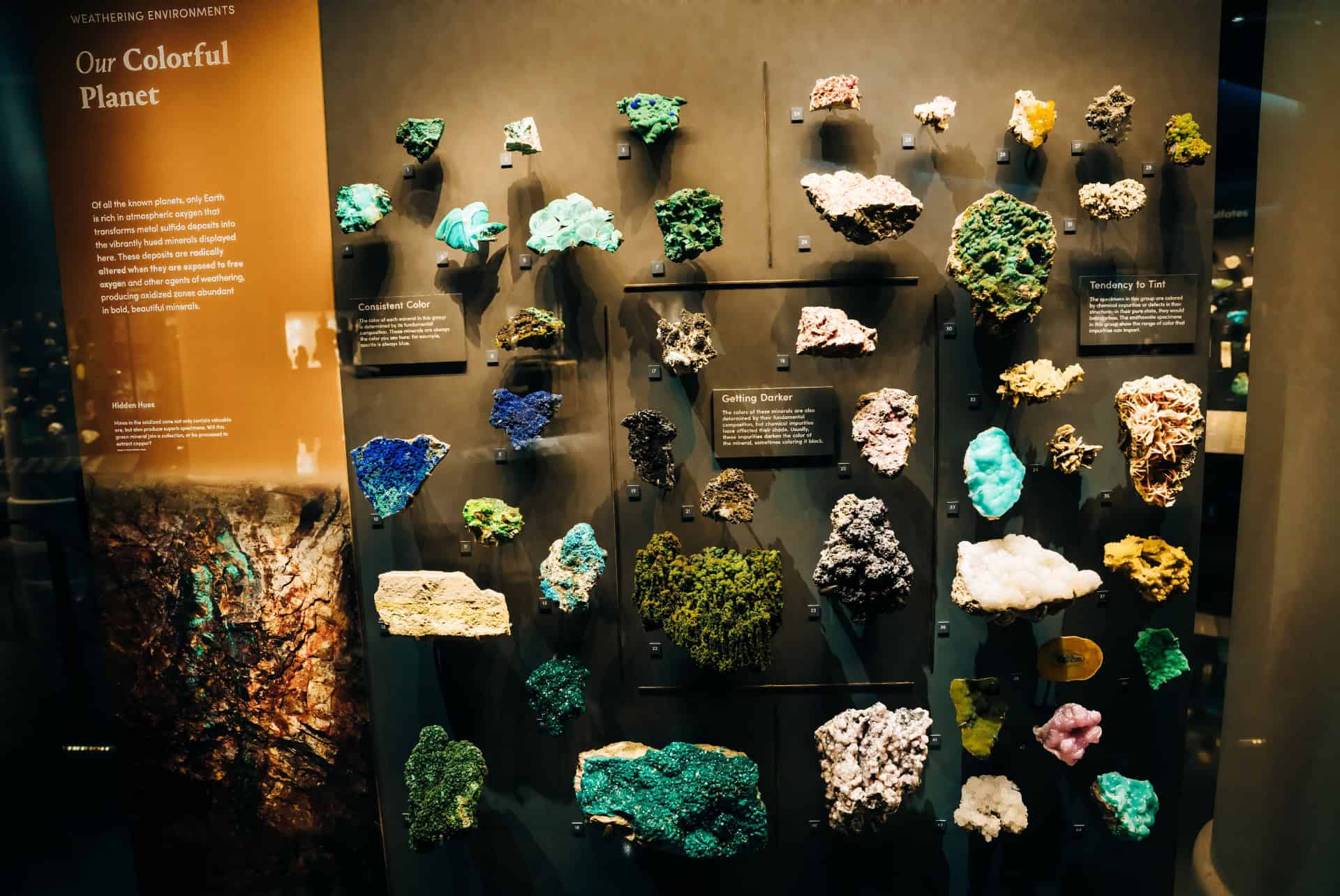 galeries musee americain histoire naturelle