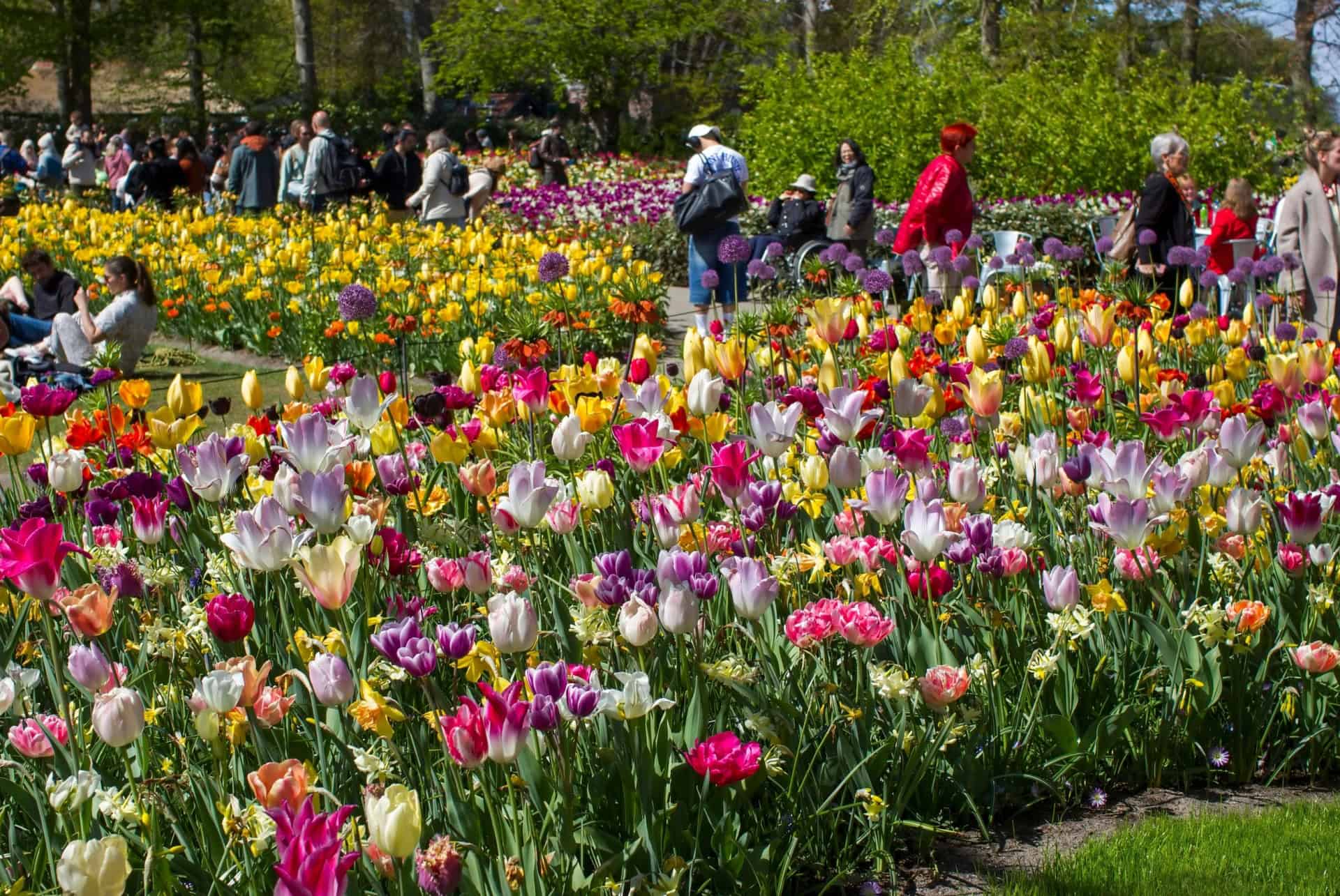 keukenhof amsterdam en mars