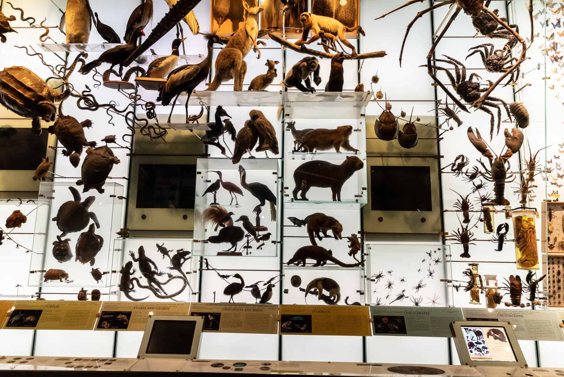 musee americain histoire naturelle animaux