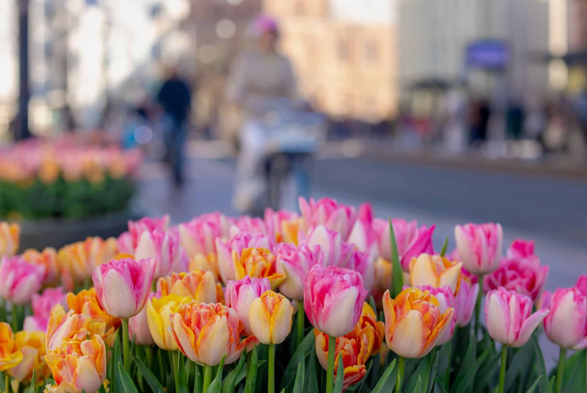tulipes a amsterdam en mars