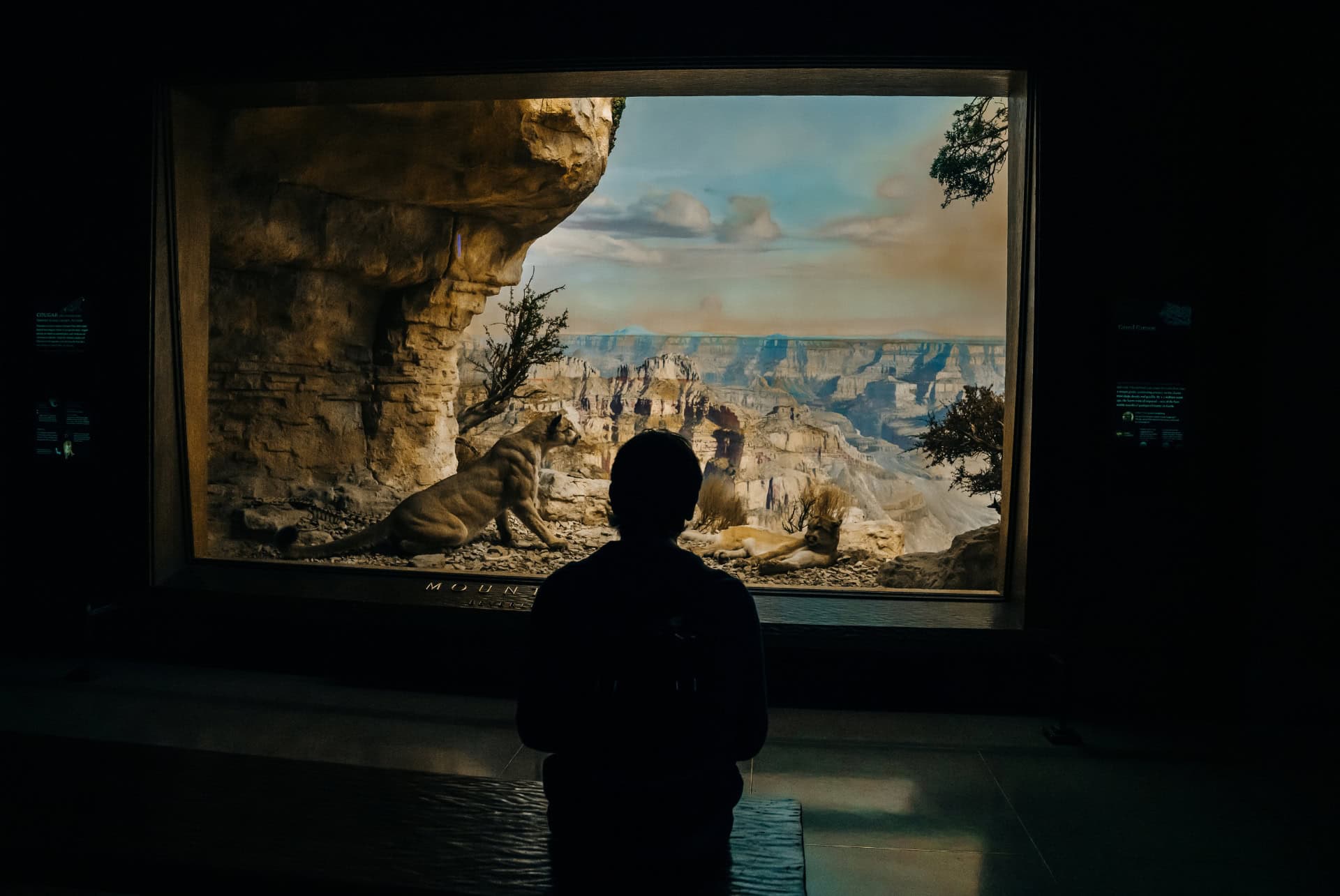 visite musee americain histoire naturelle