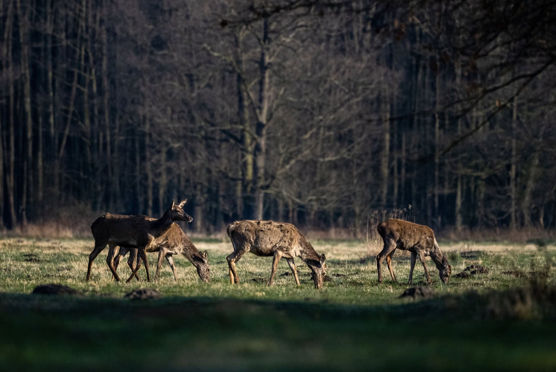 parc national kampinos